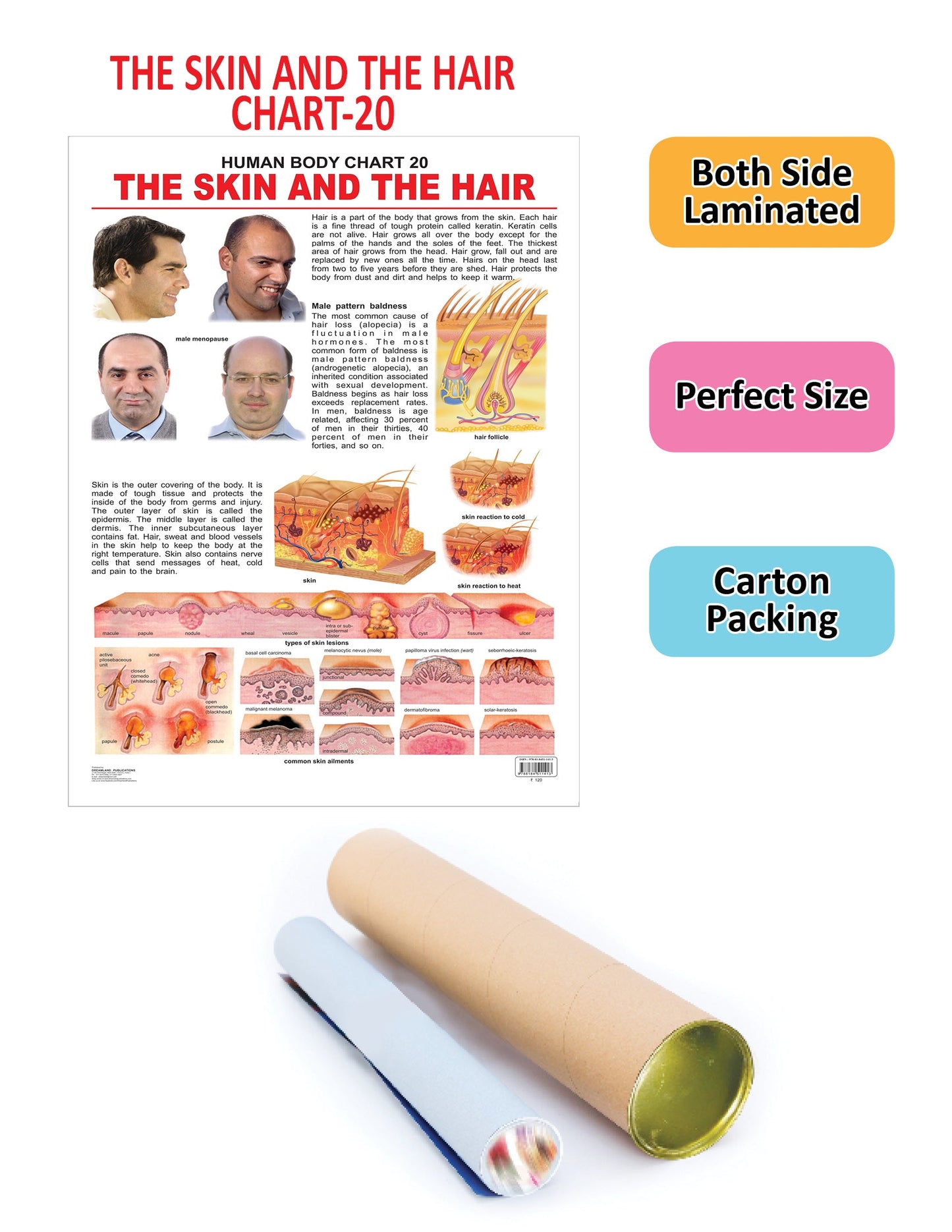 Dreamland Publications The Hair & the Skin : Children Reference Educational Laminated Chart