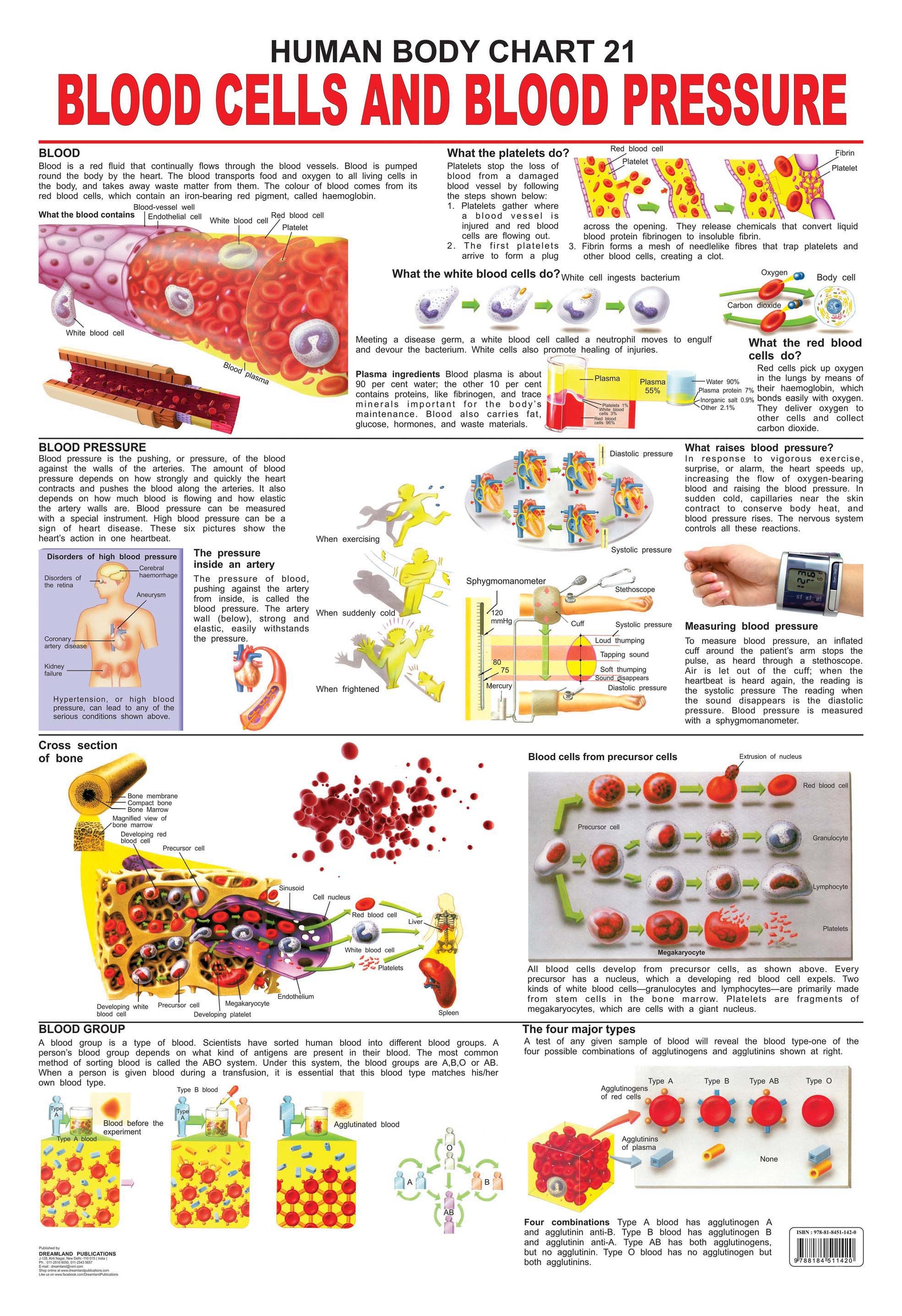 Dreamland Publications Educational Chart for Kids - The Blood Group, Cells & Pressure -  buy in usa 