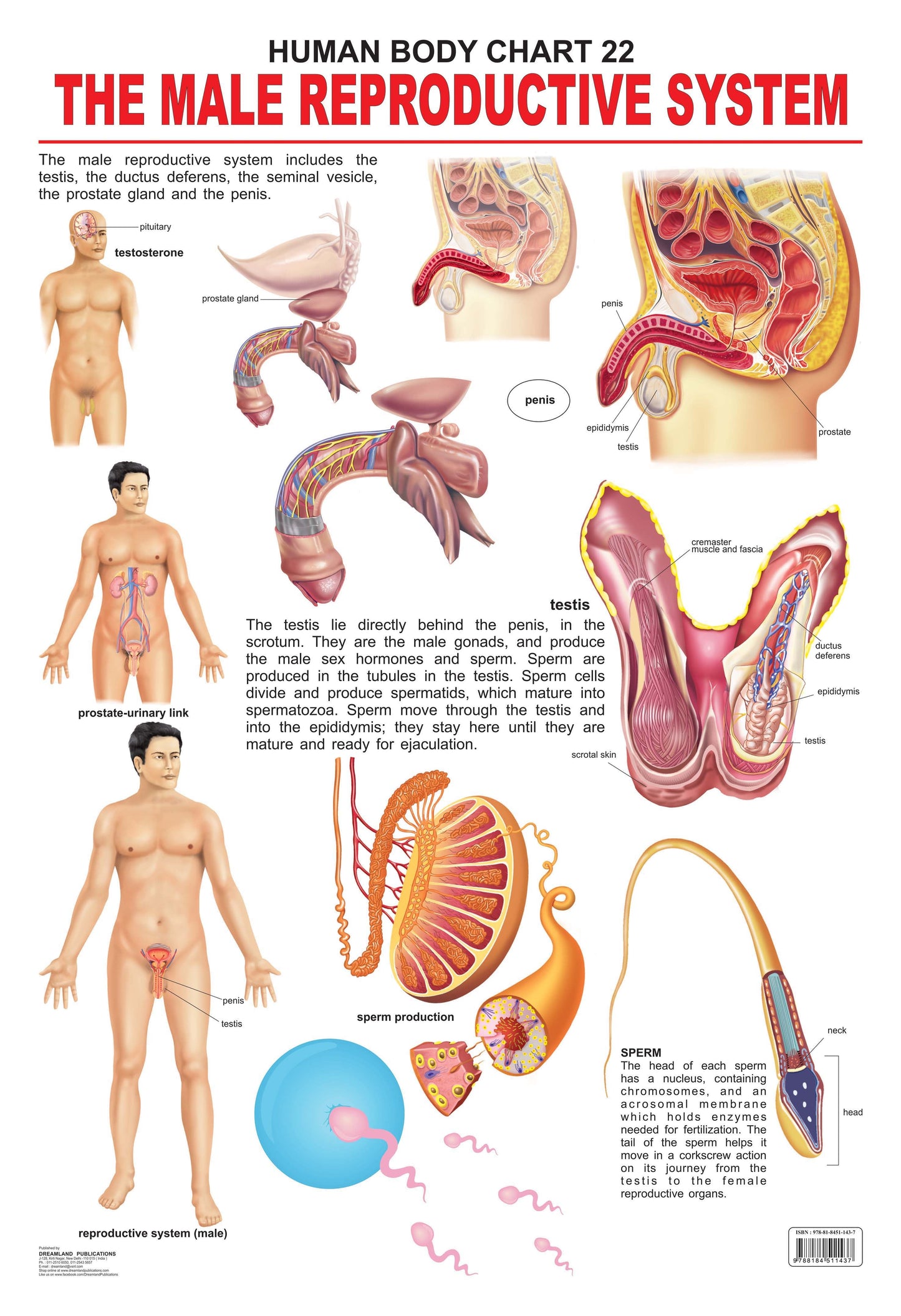 Dreamland Publications Educational Chart for Kids - The Male Reproductive System -  buy in usa 