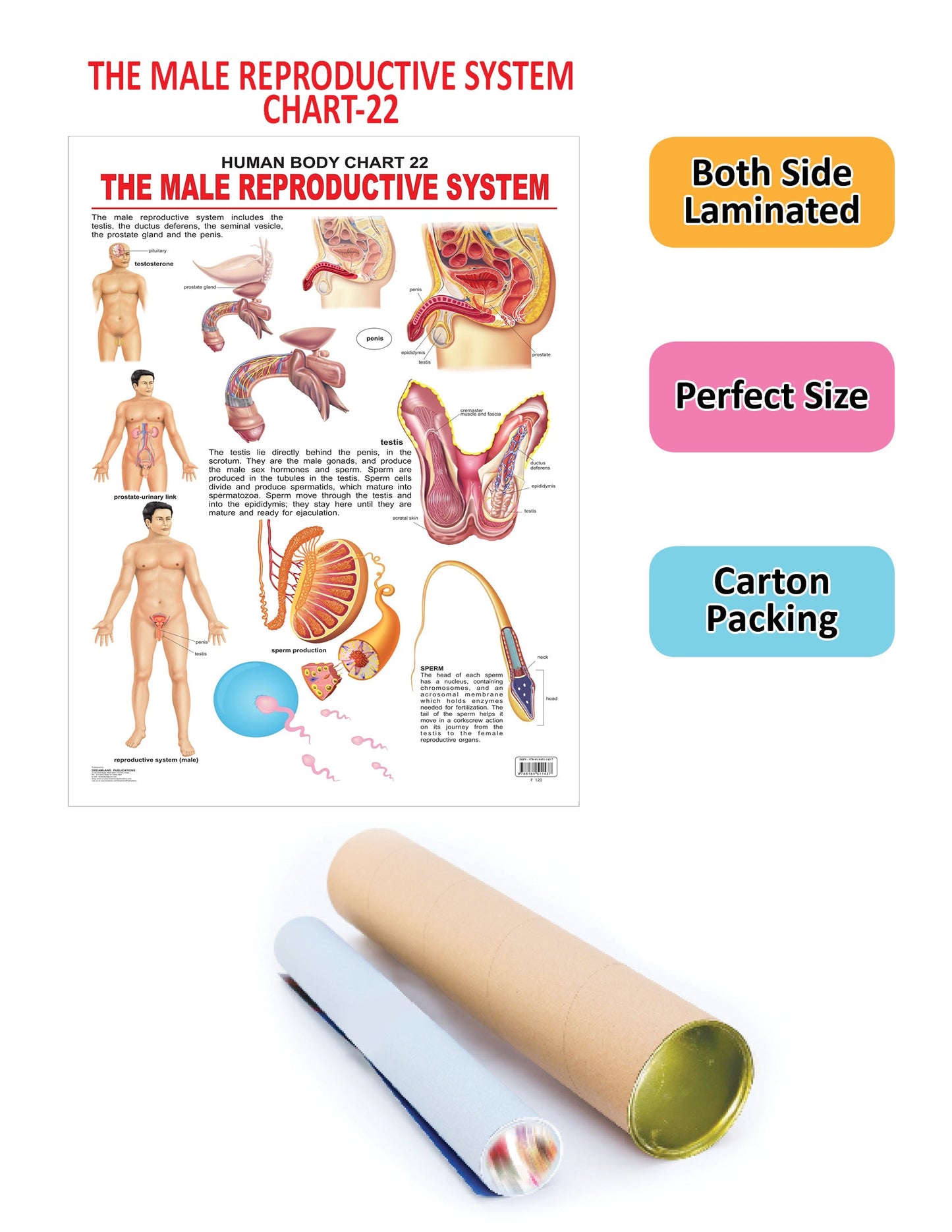 Dreamland Publications Educational Chart for Kids - The Male Reproductive System