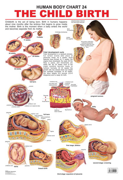 Dreamland Publications Educational Chart for Kids - The Child Birth -  buy in usa 