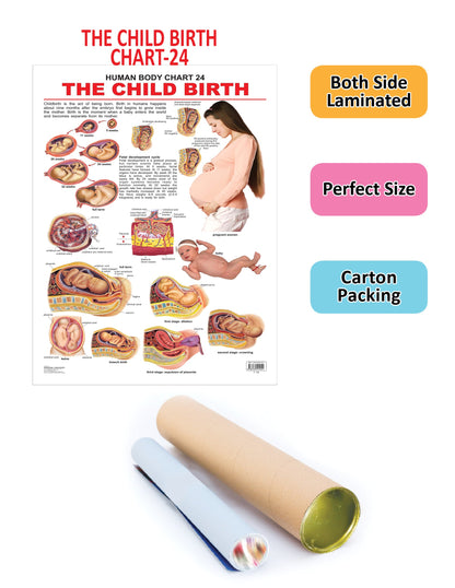 Dreamland Publications Educational Chart for Kids - The Child Birth