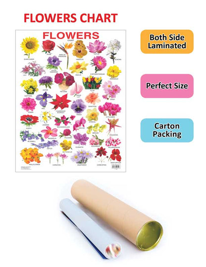 Dreamland Publications Educational Chart for Kids - Flower