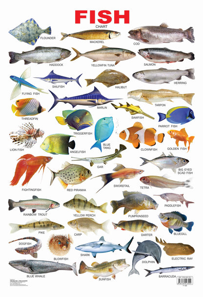 Dreamland Publications Educational Chart for Kids - Fish -  buy in usa 