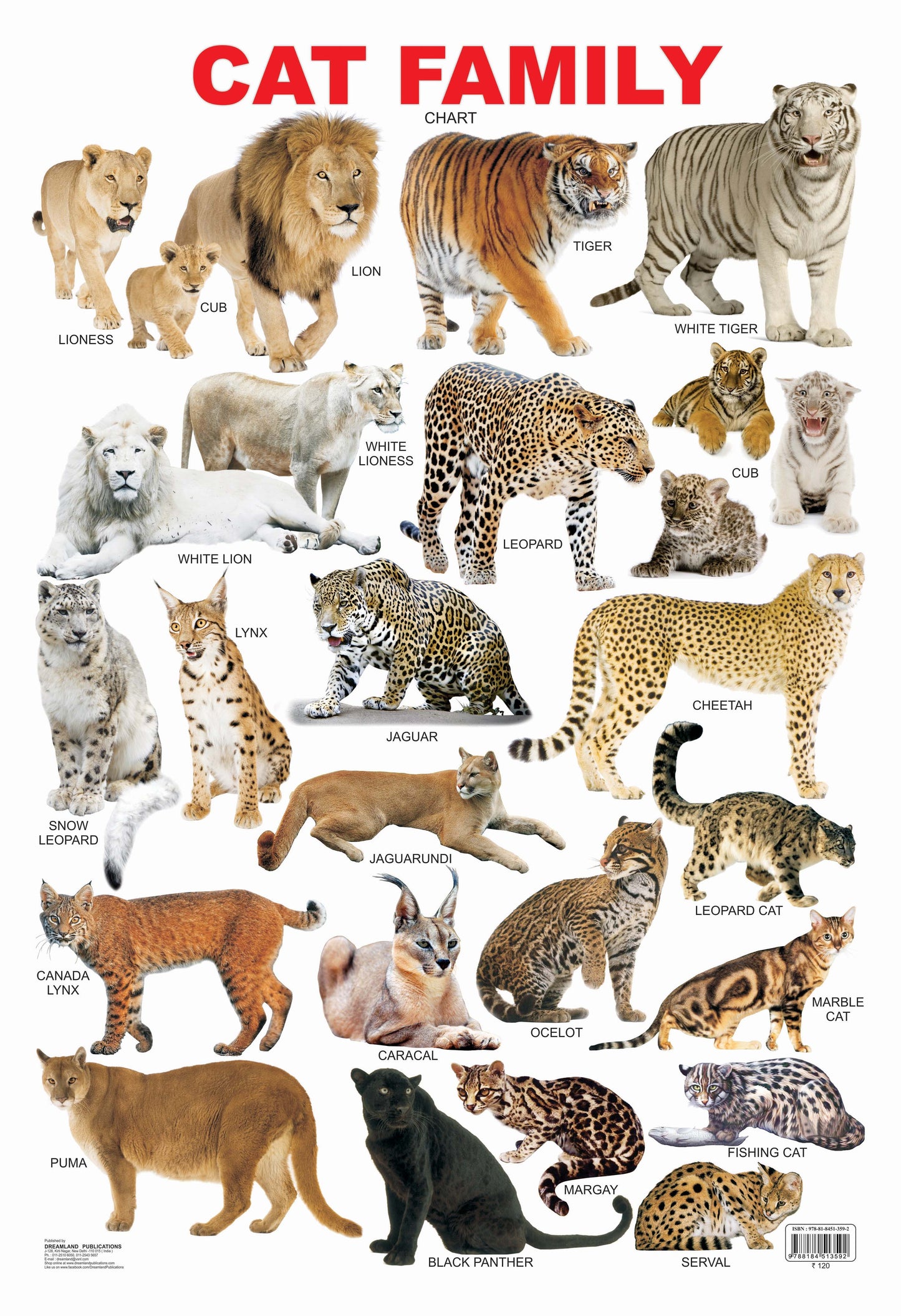 Dreamland Publications Educational Chart for Kids - Cat Family Chart -  buy in usa 