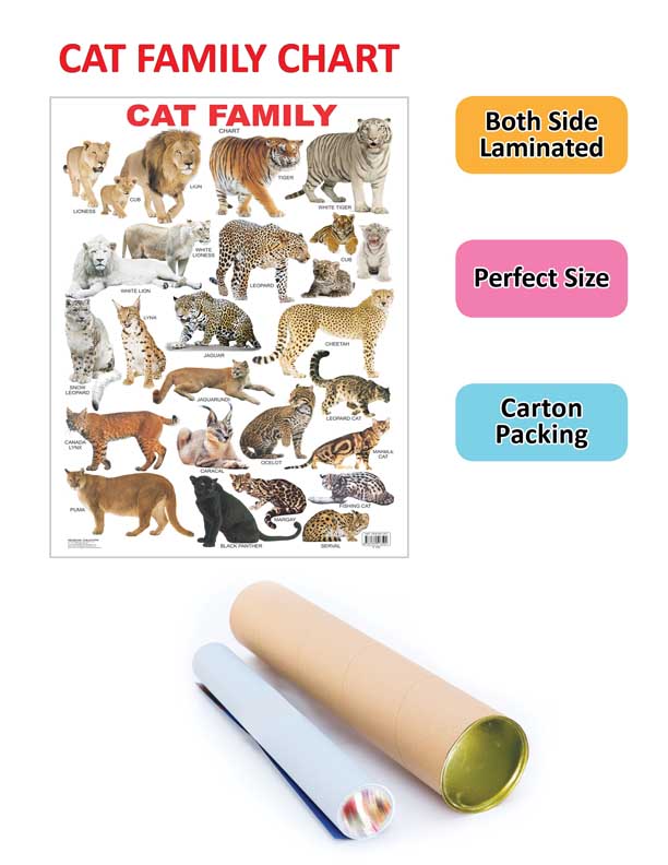 Dreamland Publications Educational Chart for Kids - Cat Family Chart