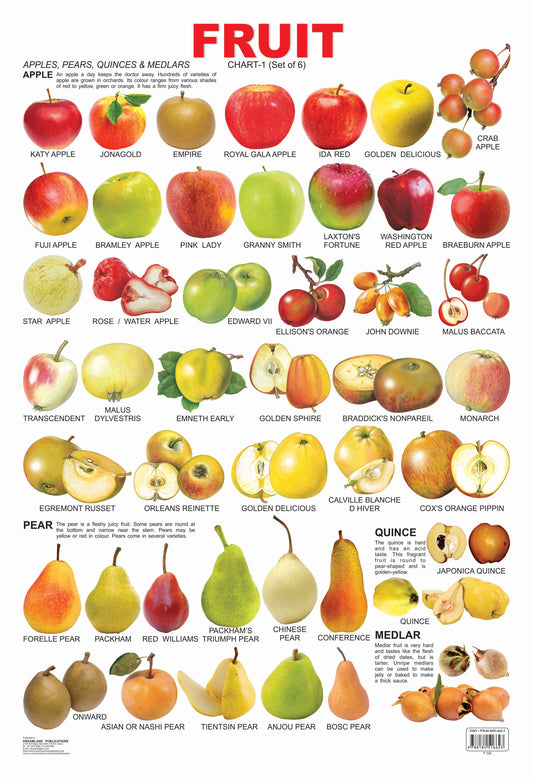 Dreamland Publications Educational Chart for Kids - Fruit Chart - 1 -  buy in usa 