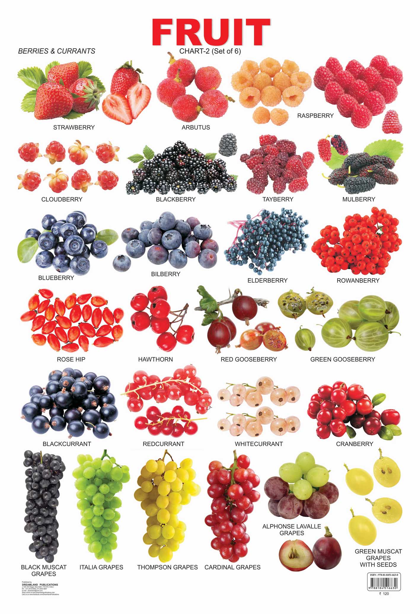 Dreamland Publications Educational Chart for Kids - Fruit Chart - 2 -  buy in usa 