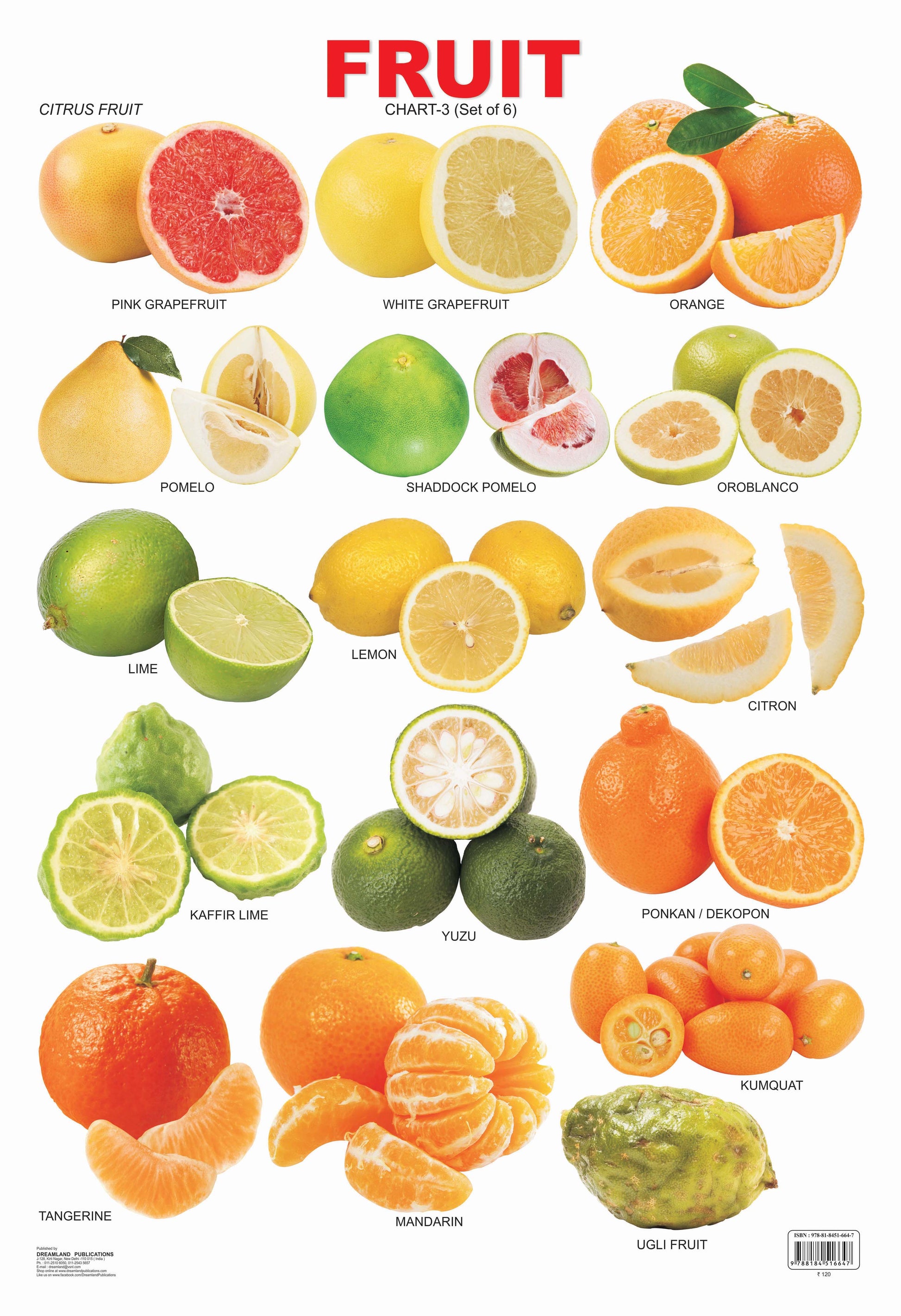 Dreamland Publications Educational Chart for Kids - Fruit Chart - 3 -  buy in usa 