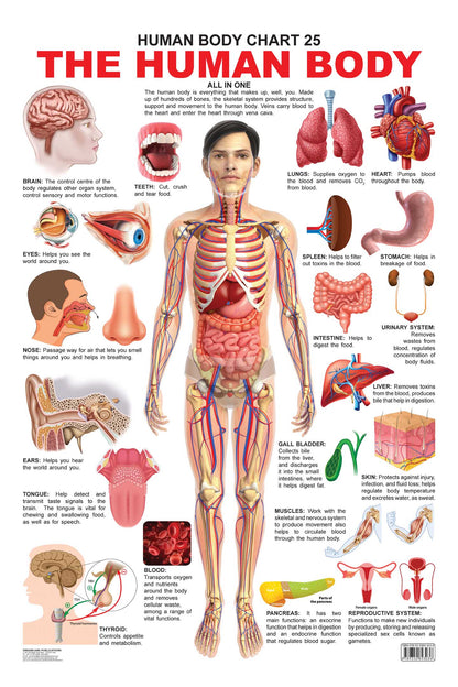 Dreamland Publications Educational Chart for Kids - The Human Body Chart -  buy in usa 