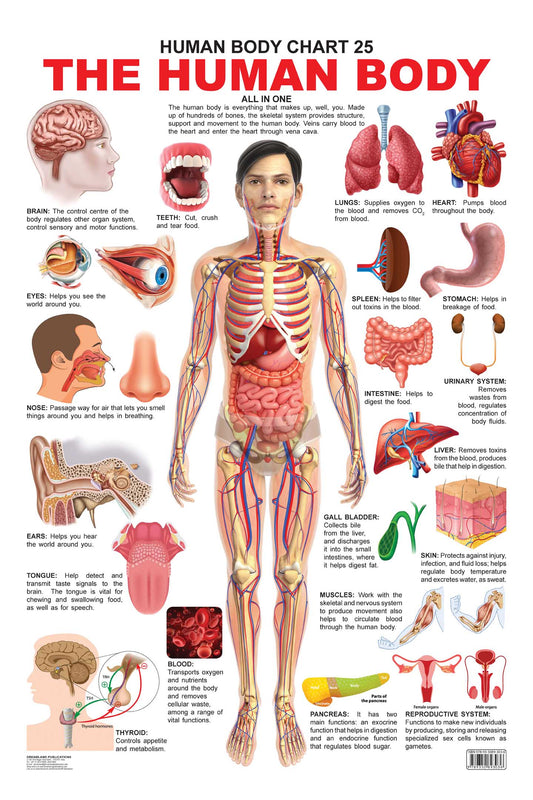 Dreamland Publications Educational Chart for Kids - The Human Body Chart -  buy in usa 