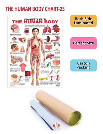 Dreamland Publications Educational Chart for Kids - The Human Body Chart