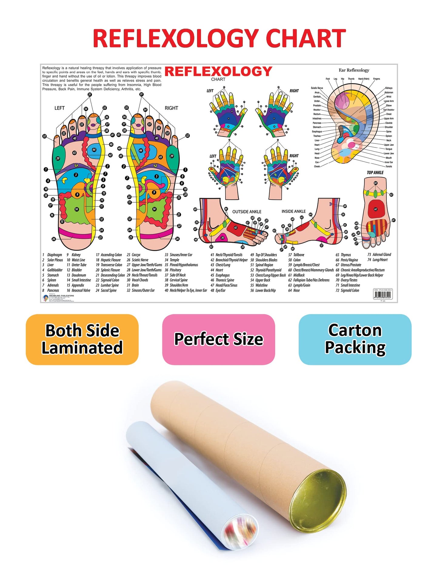 Dreamland Publications Educational Chart for Kids - Reflexology