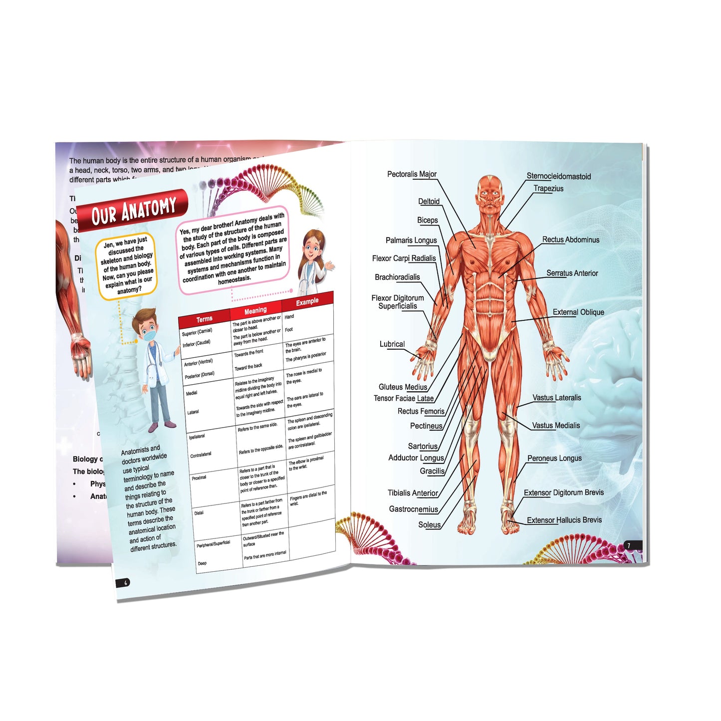 Dreamland Publications Explore Human Body Encyclopedia : Children's Reference Book