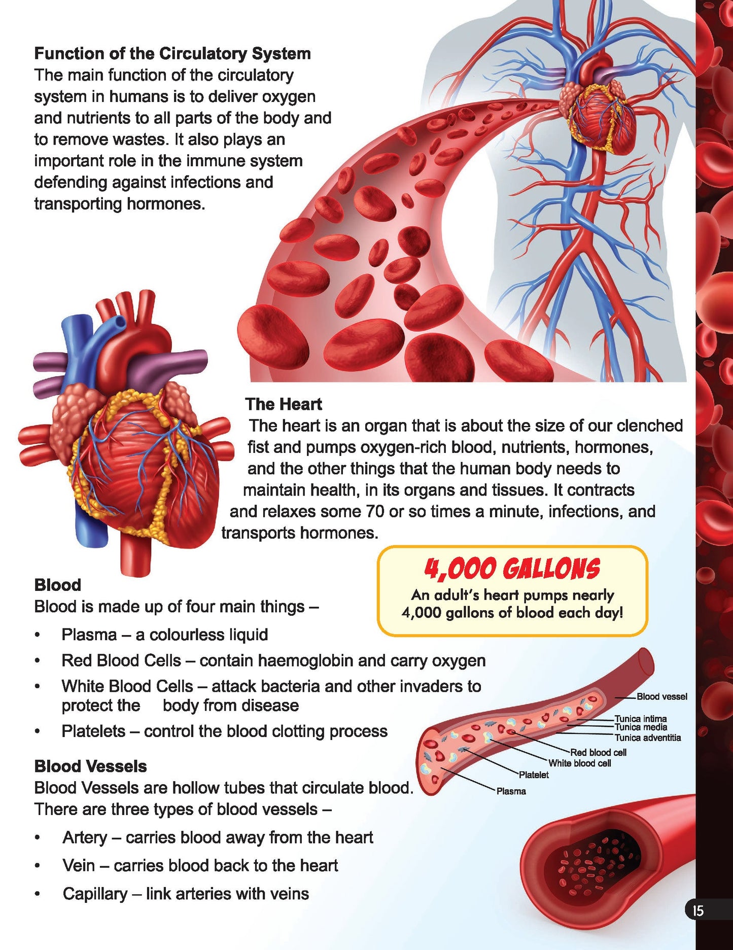 Dreamland Publications Explore Human Body Encyclopedia : Children's Reference Book