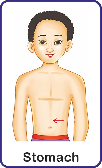 Jolly Kids Flash Card - My Body Parts