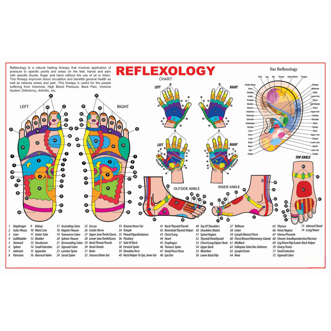 Dreamland Publications Educational Chart for Kids - Reflexology