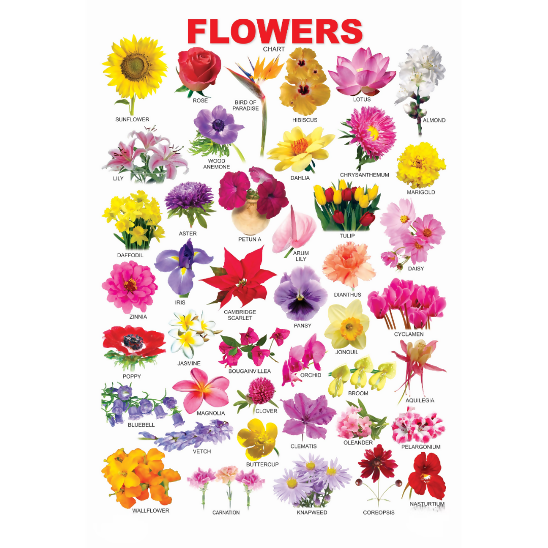 Dreamland Publications Educational Chart for Kids - Flower