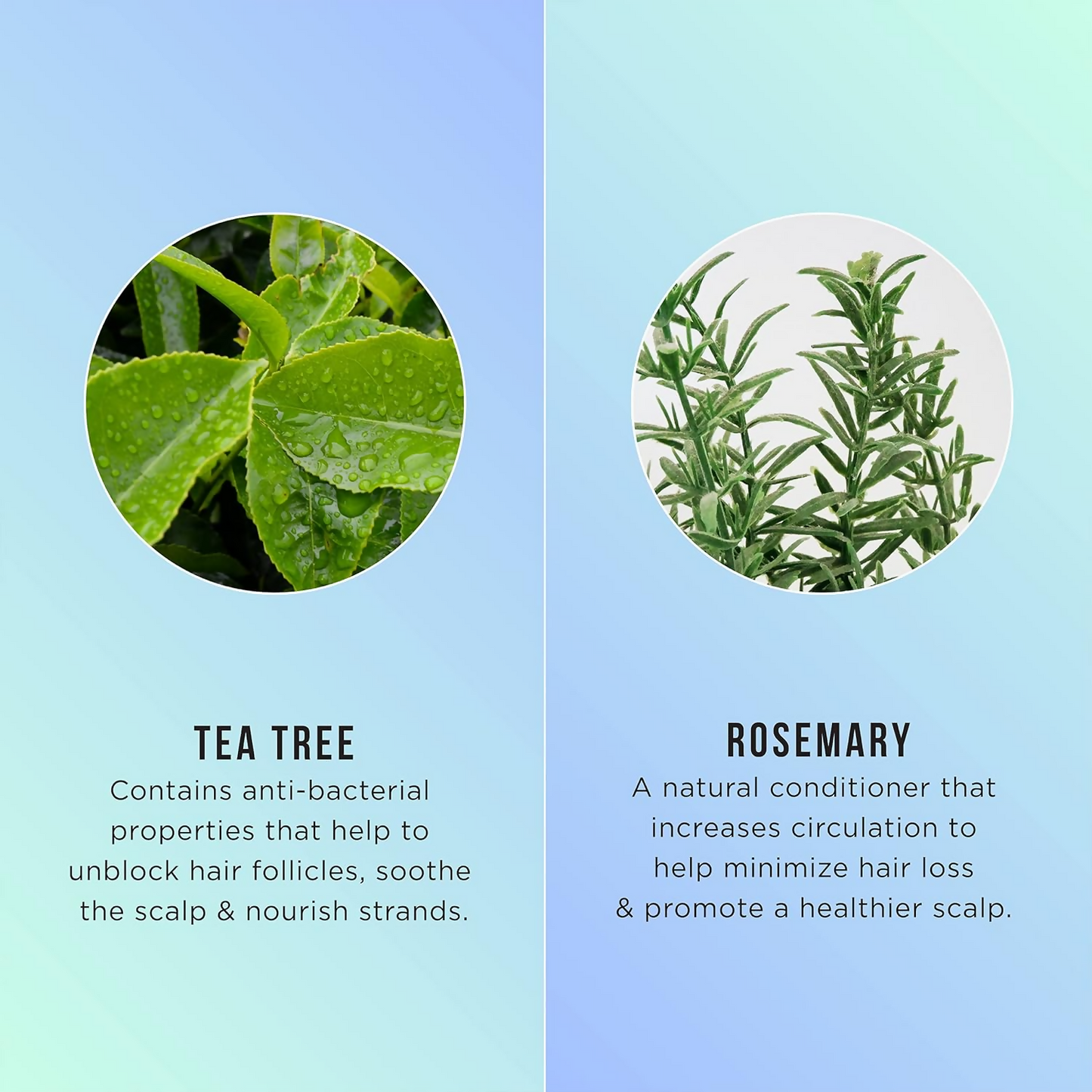 HASK Tea Tree Oil & Rosemary 5-In-1 Leave In Spray