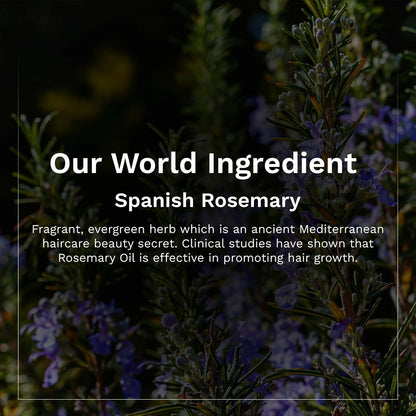 Pilgrim Spanish Rosemary & Biotin Hair Growth Oil To Control Hair Fall & Strengthens Hair