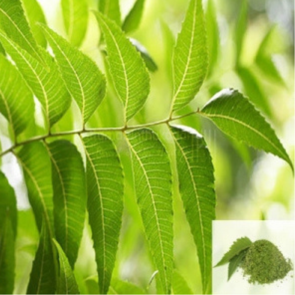 Veppilai / Neem Leaves Dried (Raw)