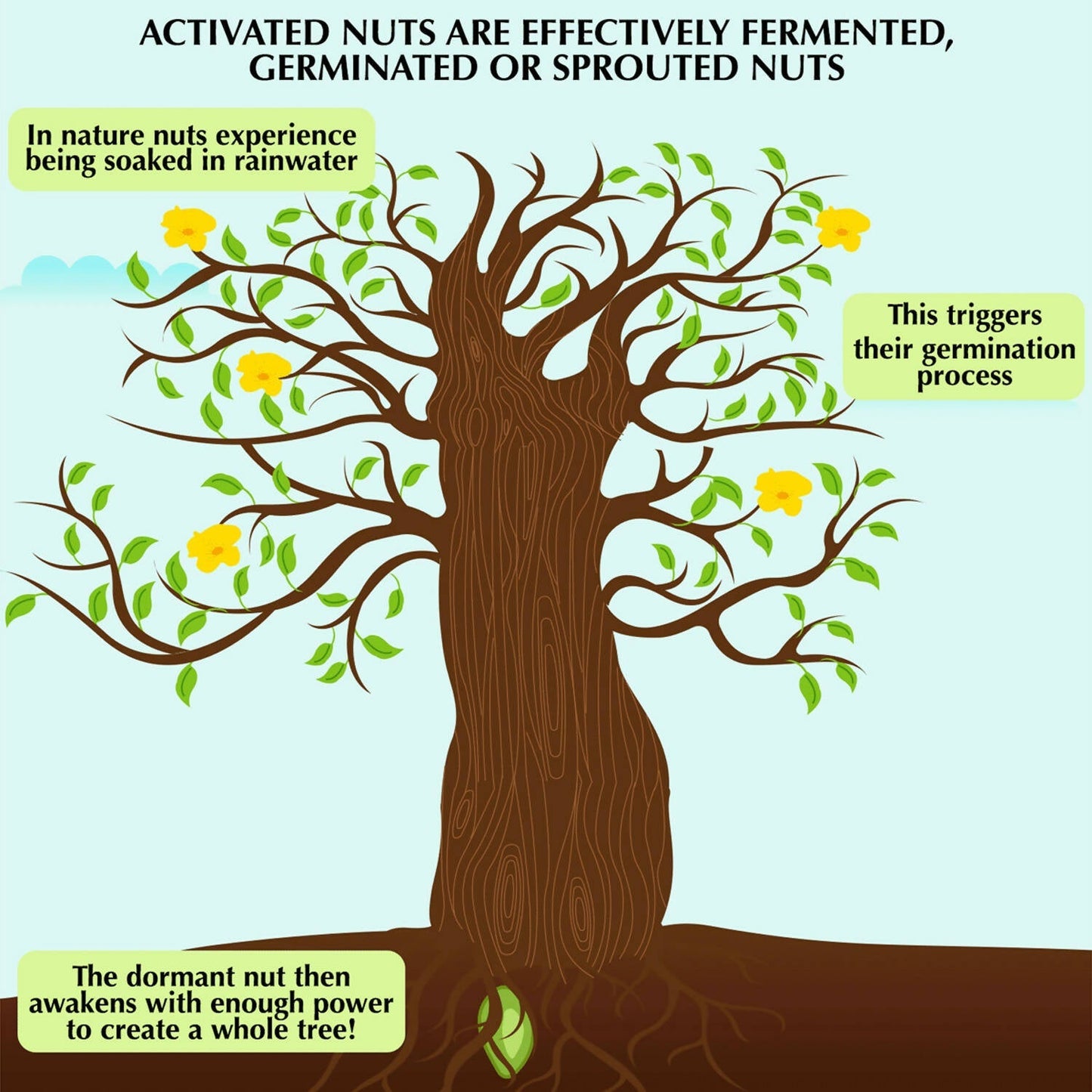 D-Alive Activated/Sprouted Walnuts - Mildly Salted