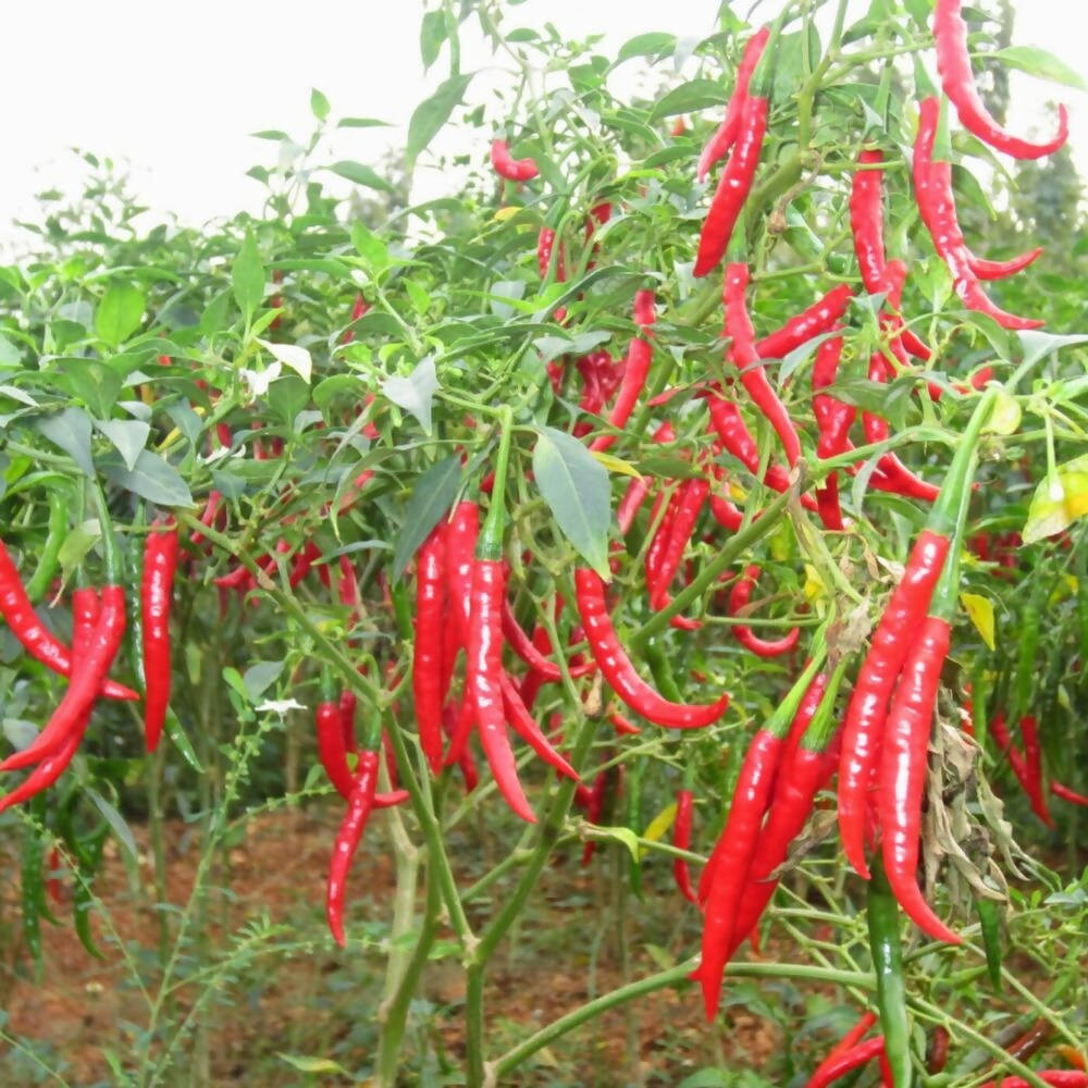 Freshon Red Chilly Byadagi (Naturally Grown) - Stem less