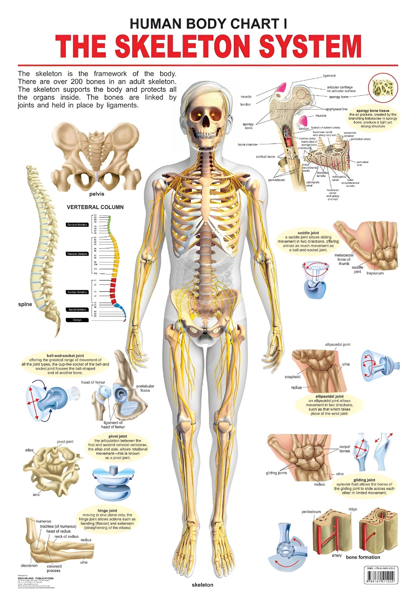 Dreamland Publications Educational Chart for Kids - The Skeletal System